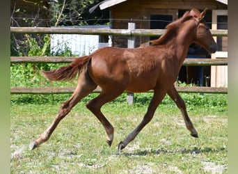 Lewitzer, Stallion, 1 year, 14,2 hh, Chestnut-Red