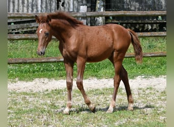 Lewitzer, Stallion, 1 year, 14,2 hh, Chestnut-Red