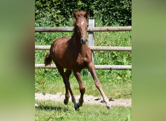 Lewitzer, Stallion, 1 year, 14,2 hh, Chestnut-Red