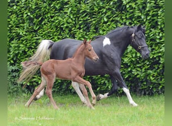 Lewitzer, Stallion, 1 year, 14,2 hh, Chestnut-Red