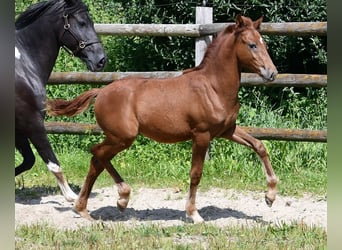 Lewitzer, Stallion, 1 year, 14,2 hh, Chestnut-Red