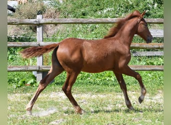 Lewitzer, Stallion, 1 year, 14,2 hh, Chestnut-Red