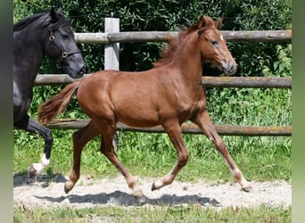 Lewitzer, Stallion, 1 year, 14,2 hh, Chestnut-Red