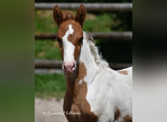 Lewitzer, Stallion, 1 year, 14.2 hh, Tobiano-all-colors
