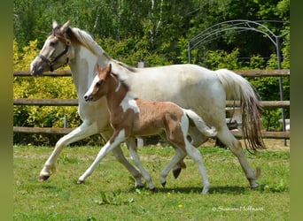 Lewitzer, Stallion, 1 year, 14.2 hh, Tobiano-all-colors
