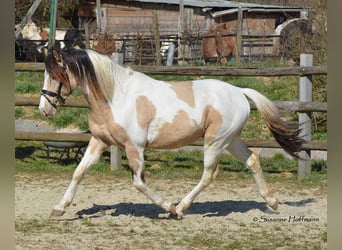 Lewitzer, Stallion, 1 year, 14.2 hh, Tobiano-all-colors