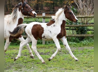 Lewitzer, Stallion, 1 year, 14.2 hh, Tobiano-all-colors