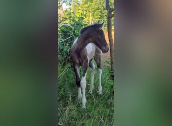 Lewitzer, Stallion, 1 year, 14 hh, Tobiano-all-colors