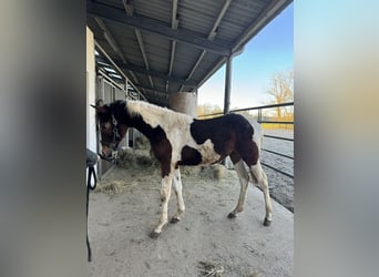 Lewitzer, Stallion, 1 year, 15.1 hh, Pinto
