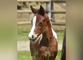 Lewitzer, Stallion, 1 year, 15.1 hh, Pinto