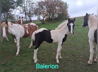 Lewitzer Mix, Stallion, 1 year, 15,2 hh, Pinto