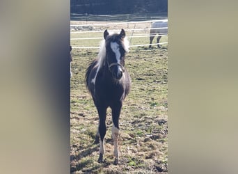 Lewitzer, Stallion, 1 year, Pinto