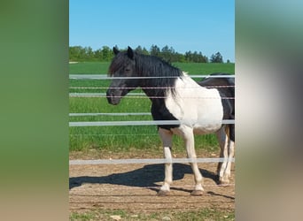 Lewitzer, Stallion, 21 years, 14,2 hh, Pinto