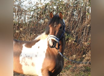 Lewitzer, Stallion, 2 years, 13.2 hh, Pinto