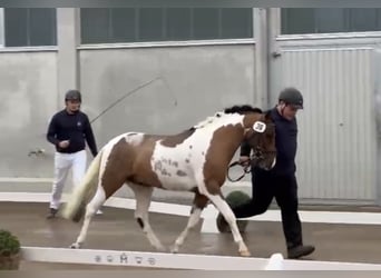 Lewitzer, Stallion, 2 years, 13.2 hh, Pinto