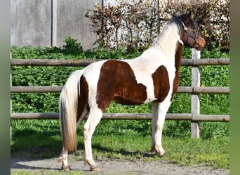 Lewitzer, Stallion, 2 years, 14,1 hh, Tobiano-all-colors