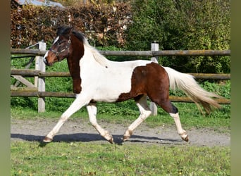 Lewitzer, Stallion, 2 years, 14,1 hh, Tobiano-all-colors