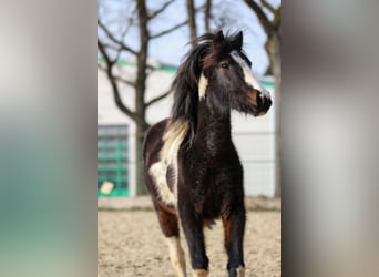 Lewitzer, Stallion, 2 years, Pinto