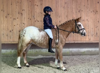 Lewitzer Mix, Stallion, 3 years, 12,1 hh, Pinto