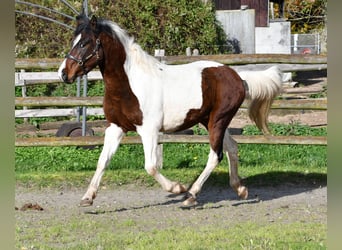 Lewitzer, Stallion, 3 years, 14,1 hh