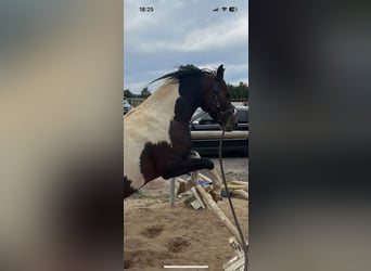 Lewitzer, Stallion, 7 years, 14 hh, Pinto
