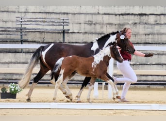 Lewitzer, Stallion, Foal (04/2026), 13.2 hh, Bay-Dark