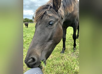 Lewitzer, Stallion, Foal (02/2025), 13.2 hh, Bay-Dark