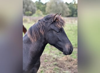 Lewitzer, Stallion, Foal (02/2025), 13,2 hh, Bay-Dark