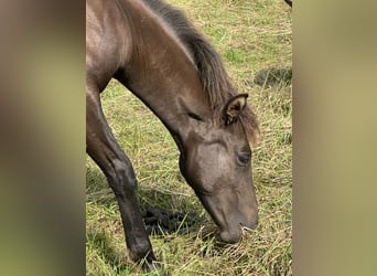 Lewitzer, Stallion, Foal (02/2025), 13,2 hh, Bay-Dark