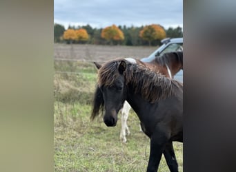 Lewitzer, Stallion, Foal (02/2025), 14.1 hh, Bay-Dark