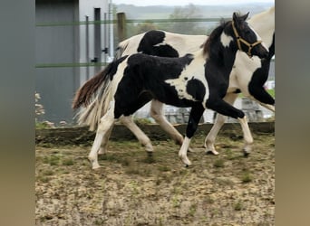 Lewitzer, Hengst, Fohlen (05/2024), 14,1 hh, Tobiano-alle-Farben