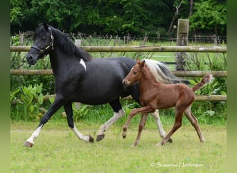 Lewitzer, Stallion, Foal (04/2024), 14.2 hh, Chestnut-Red