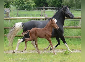 Lewitzer, Stallion, Foal (04/2024), 14,2 hh, Chestnut-Red