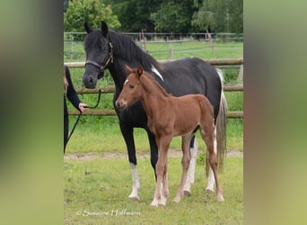 Lewitzer, Stallion, Foal (04/2024), 14.2 hh, Chestnut-Red