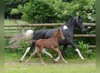 Lewitzer, Stallion, Foal (04/2024), 14.2 hh, Chestnut-Red