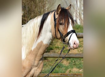 Lewitzer, Stallion, Foal (04/2024), 14,2 hh, Chestnut-Red