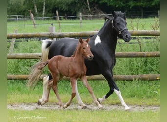 Lewitzer, Stallion, Foal (04/2024), 14.2 hh, Chestnut-Red