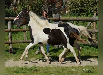 Lewitzer, Stallion, Foal (03/2023), 14.2 hh, Tobiano-all-colors