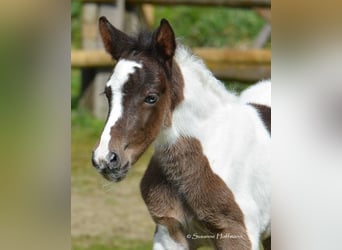 Lewitzer, Stallion, Foal (03/2023), 14.2 hh, Tobiano-all-colors
