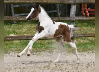 Lewitzer, Stallion, Foal (04/2026), 14.2 hh, Tobiano-all-colors