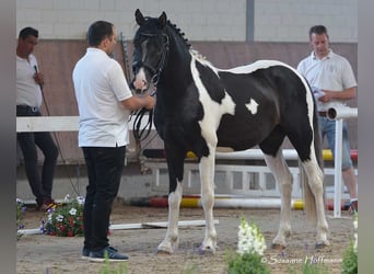 Lewitzer, Stallion, Foal (04/2026), 14.2 hh, Tobiano-all-colors