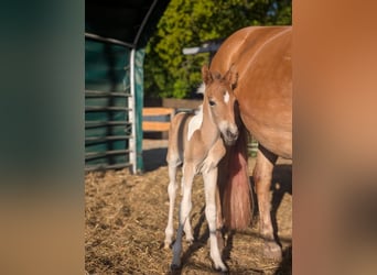 Lewitzer Mix, Stallion, , 14,1 hh, Pinto