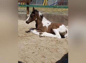 Lewitzer, Stallion, Foal (06/2023), Tobiano-all-colors