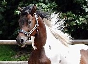 Lewitzer, Stallion, 18 years, 14.2 hh, Pinto