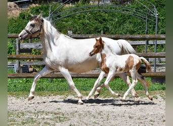 Lewitzer, Stallone, 1 Anno, 148 cm, Tobiano-tutti i colori
