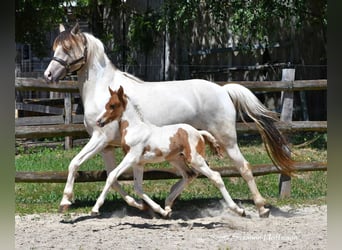 Lewitzer, Stallone, 1 Anno, 148 cm, Tobiano-tutti i colori