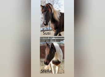 Lewitzer, Stallone, 2 Anni, Pezzato