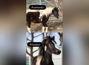 Lewitzer, Stallone, 2 Anni, Pezzato