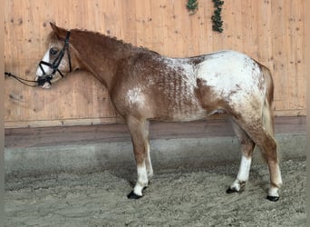 Lewitzer Mix, Stallone, 3 Anni, 125 cm, Pezzato