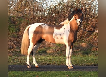 Lewitzer, Stallone, 3 Anni, 138 cm, Pezzato
